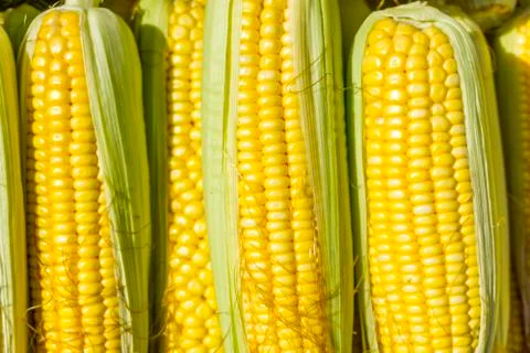 Corn Stock-Fotos