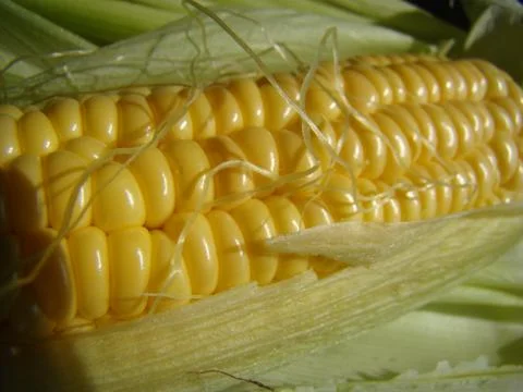 Corn Stock Photos