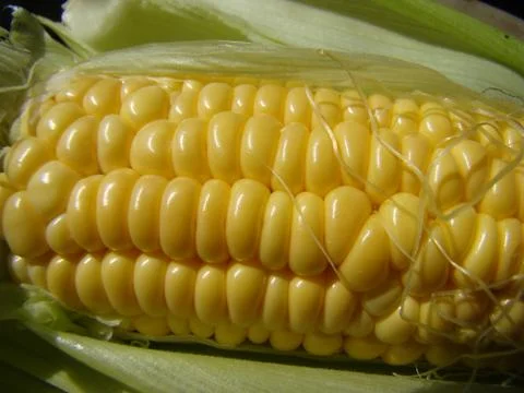 Corn Stock Photos