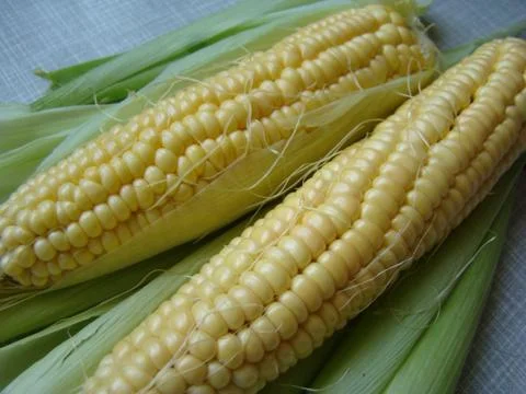 Corn Stock Photos