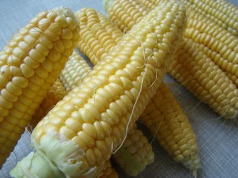 Corn Stock Photos