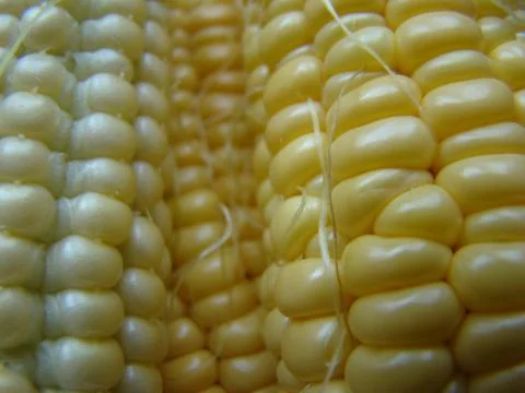 Corn Stock Photos