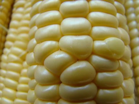 Corn Stock Photos