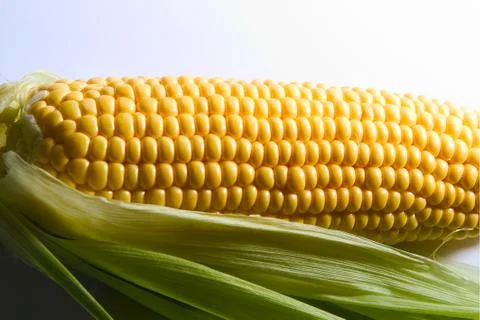 Corn 库存照片