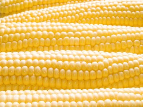 Corn. Stock Photos