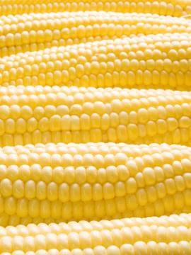 Corn. Stock Photos