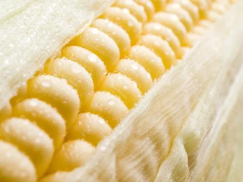 Corn. Stock Photos