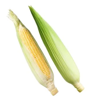 Corn. Stock Photos