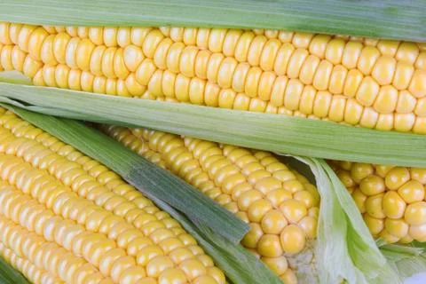 Corn Stock Photos