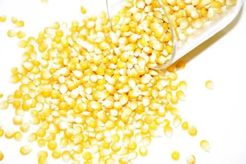 Corn Fotos de archivo