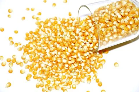 Corn Fotos de archivo