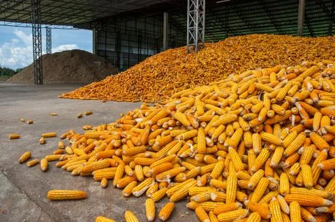Corn Stock Photos