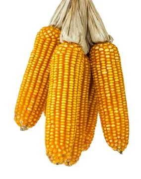 Corn Stock Photos