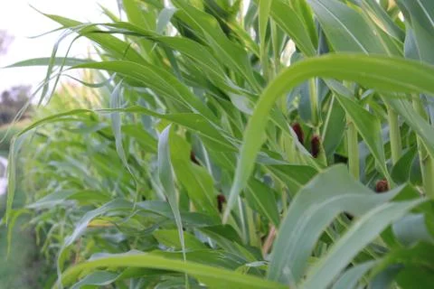 Corn Stock Photos