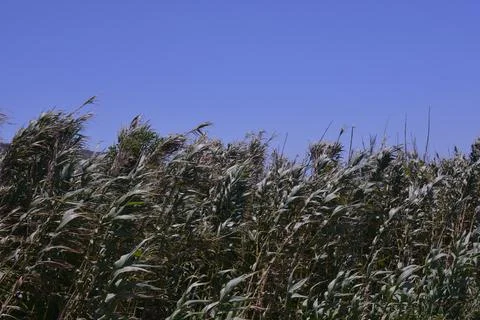 Corn Stock Photos