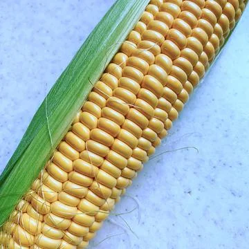 Corn Stock Photos