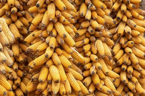 Corn Stock Photos