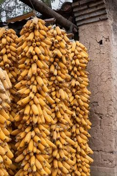 Corn Stock Photos