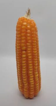 Corn 库存照片