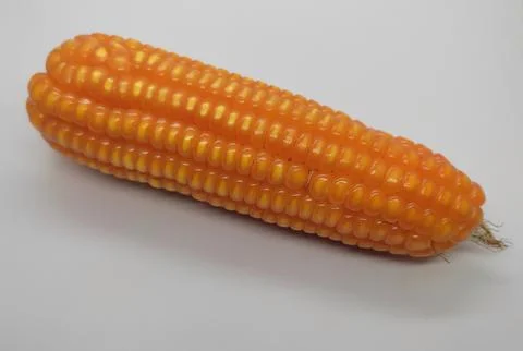 Corn 库存照片