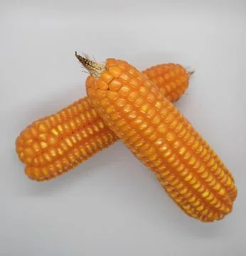 Corn 库存照片