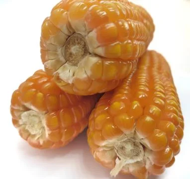 Corn 库存照片
