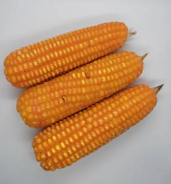 Corn 库存照片