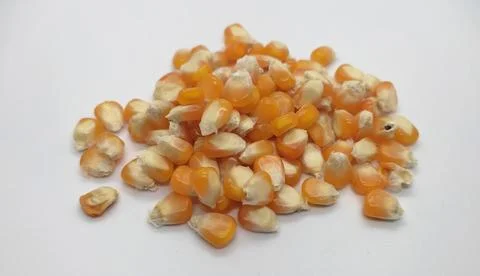 Corn 库存照片