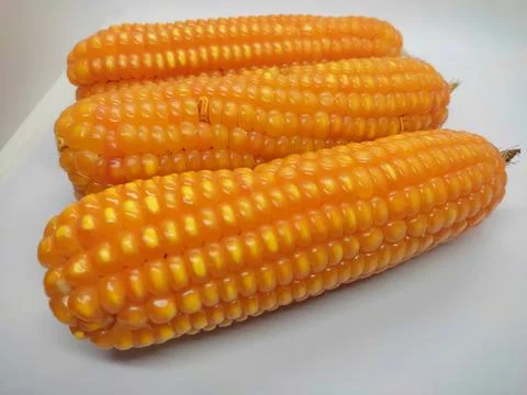 Corn 库存照片