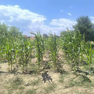 Corn 库存照片