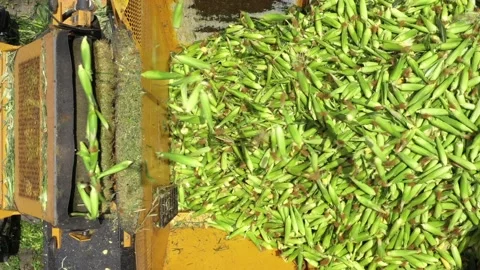 Corn picker harvesting a large filed of Sweet Corn cobs, Aerial follow footage. Stock Footage 131770135