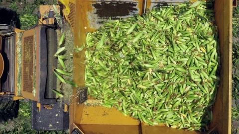 Corn picker harvesting a large filed of Sweet Corn cobs, Aerial follow footage. Stock Footage 131770385