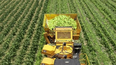 Corn picker harvesting a large filed of Sweet Corn cobs, Aerial follow footage. Stock Footage 131771464