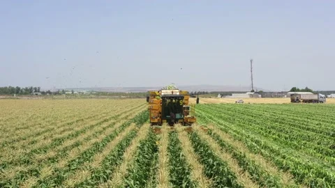 Corn picker harvesting a large filed of Sweet Corn cobs, Aerial follow footage. Stock Footage 131772057