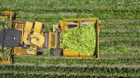 Corn picker harvesting a large filed of Sweet Corn cobs, Aerial follow footage. Stock Footage 131817669