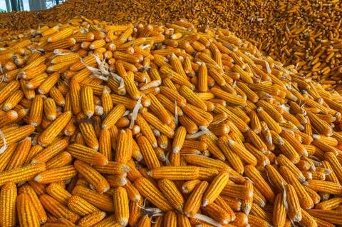 Corn pile in warehouse Stock Photos