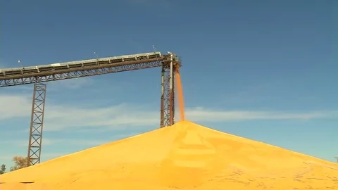 Corn Piling Zoom-in Stock Footage 81558012
