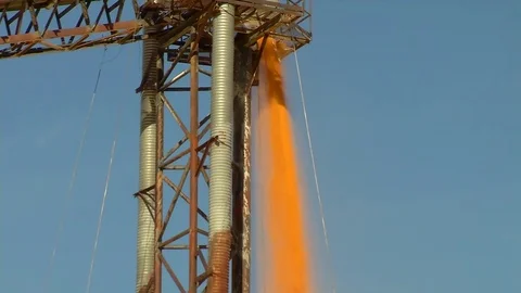 Corn Piling Zoom-out Stock Footage 81557735