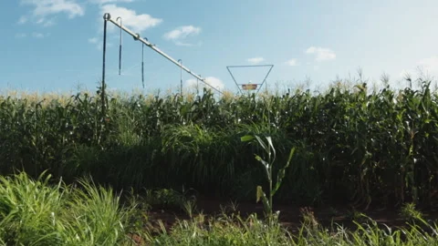 CORN PIVOT IRRIGATION SYSTEM Video stock 306696249