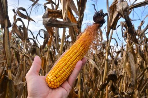 Corn Plant Background Stock Photos