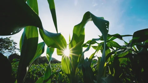 Corn plant blowing in breeze an cornfield with sunshine light Stock Footage 261353044