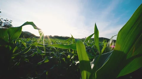 Corn plant blowing in breeze an cornfield with sunshine light Stock Footage 262351319