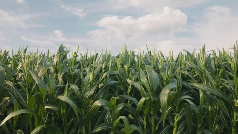 Corn plant blowing in breeze an cornfield with blue sky Stock Footage 263934433