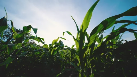Corn plant blowing in breeze an cornfield with sunshine light Stock Footage 265202944
