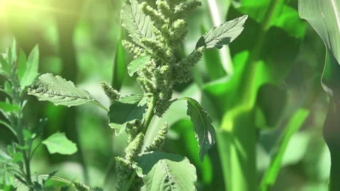 Corn plant close-up  Stock Footage 136152037