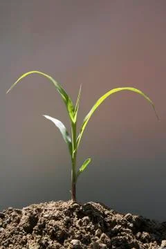 Corn Plant, close-up Stock Photos