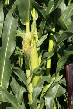 Corn plant close up Foto stock