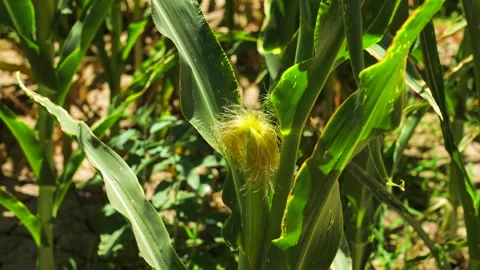 Corn Plant Closeup Stock Footage 244898817
