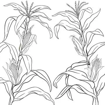 Corn Plant with Cobs Outline Frame Illustrazione stock