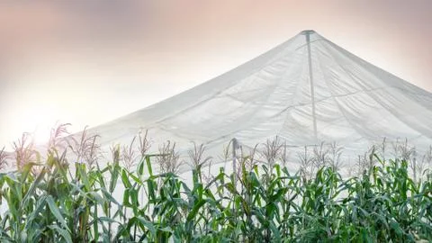 Corn plant on the corn farm Foto stock